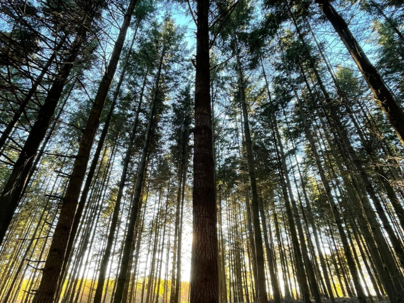 Für ein Grünberg, das wächst – im Einklang mit Mensch und Natur!